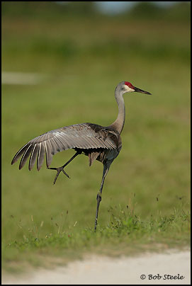 Sandhill Crane (Grus canadensis)