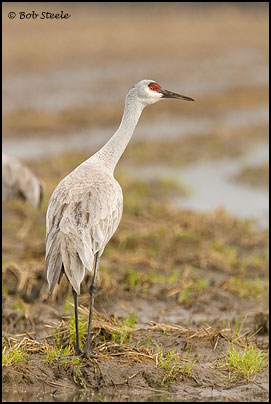 Sandhill Crane (Grus canadensis)