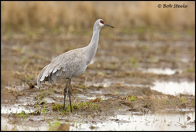 Sandhill Crane (Grus canadensis)