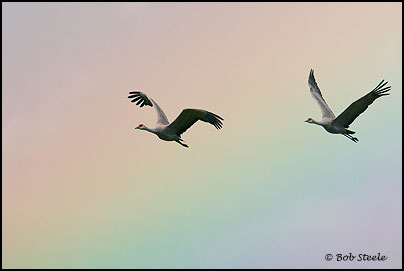 Sandhill Crane (Grus canadensis)