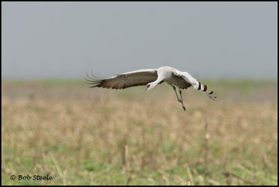 Sandhill Crane (Grus canadensis)