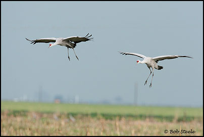 Sandhill Crane (Grus canadensis)