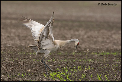 Sandhill Crane (Grus canadensis)