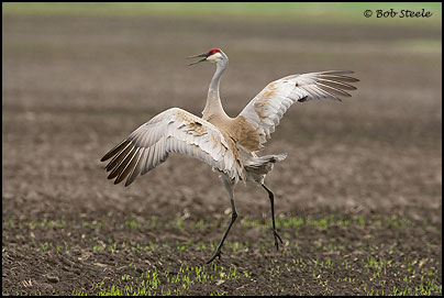 Sandhill Crane (Grus canadensis)