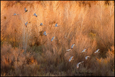 Sandhill Crane (Grus canadensis)