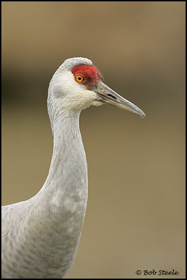 Sandhill Crane (Grus canadensis)