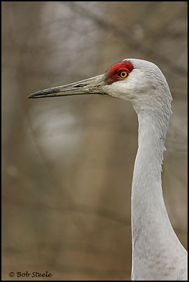 Sandhill Crane (Grus canadensis)
