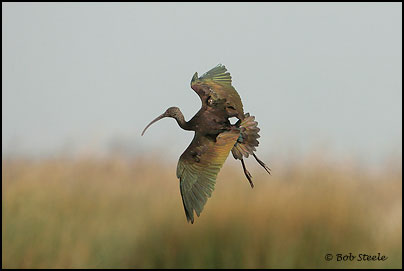White-faced Ibis (Plegadis chihi)
