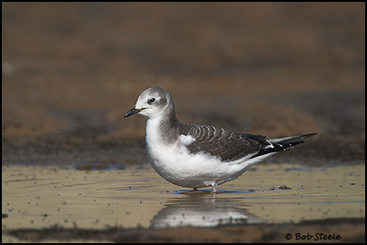 Sabine's Gull (Xema sabini)