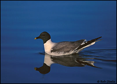 Sabine's Gull (Xema sabini)