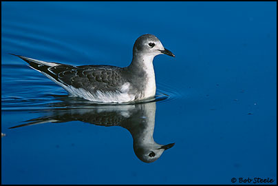 Sabine's Gull (Xema sabini)
