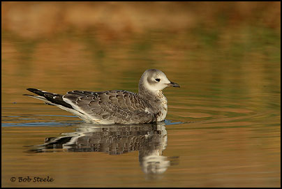 Sabine's Gull (Xema sabini)