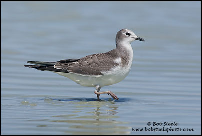Sabine's Gull (Xema sabini)