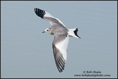 Sabine's Gull (Xema sabini)