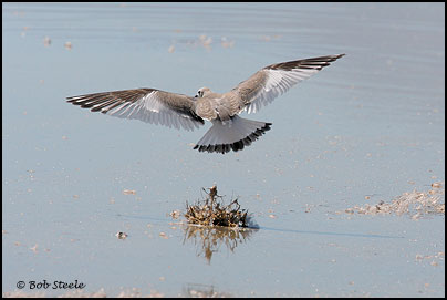 Sabine's Gull (Xema sabini)
