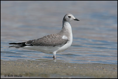 Sabine's Gull (Xema sabini)