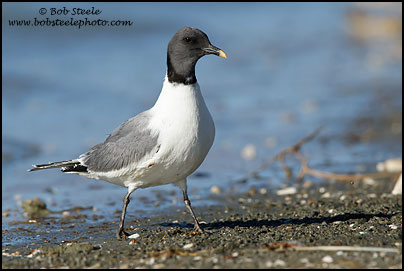 Sabine's Gull (Xema sabini)