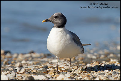Sabine's Gull (Xema sabini)
