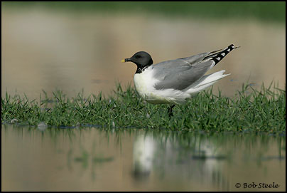 Sabine's Gull (Xema sabini)
