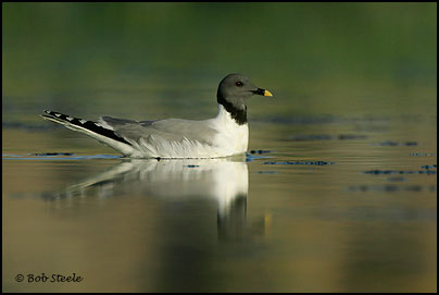 Sabine's Gull (Xema sabini)