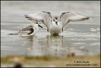 Sanderling (Calidris alba)