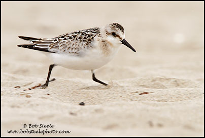 Sanderling (Calidris alba)