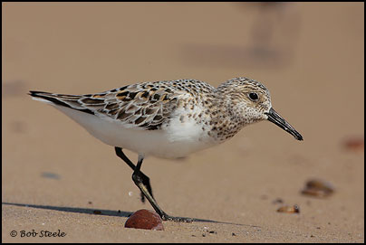 Sanderling (Calidris alba)