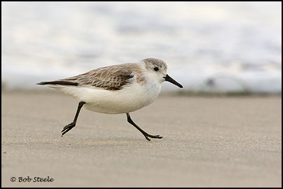 Sanderling (Calidris alba)