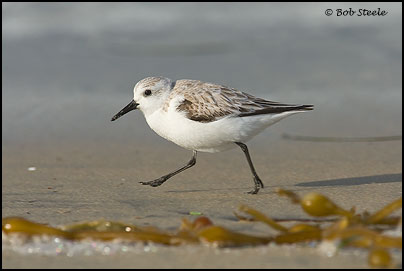 Sanderling (Calidris alba)