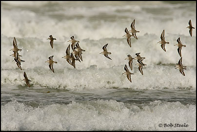 Sanderling (Calidris alba)