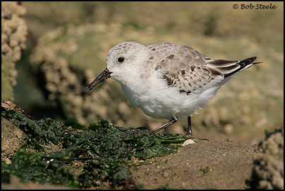 Sanderling (Calidris alba)