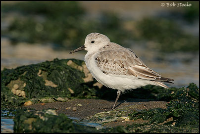 Sanderling (Calidris alba)