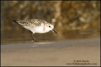 Sanderling (Calidris alba)