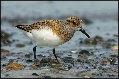 Sanderling (Calidris alba)