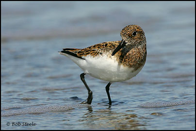 Sanderling (Calidris alba)