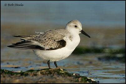 Sanderling (Calidris alba)