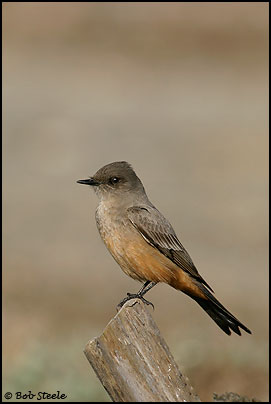 Say's Phoebe (Sayornis saya)