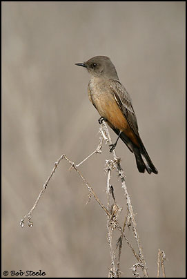Say's Phoebe (Sayornis saya)