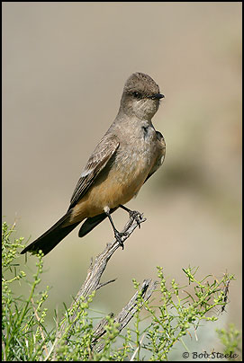 Say's Phoebe (Sayornis saya)