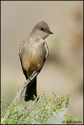 Say's Phoebe (Sayornis saya)