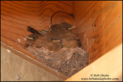 Say's Phoebe (Sayornis saya)