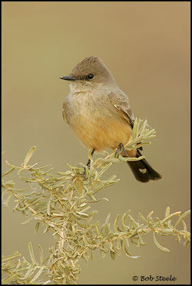 Say's Phoebe (Sayornis saya)
