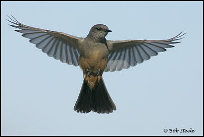 Say's Phoebe (Sayornis saya)