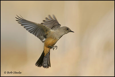 Say's Phoebe (Sayornis saya)