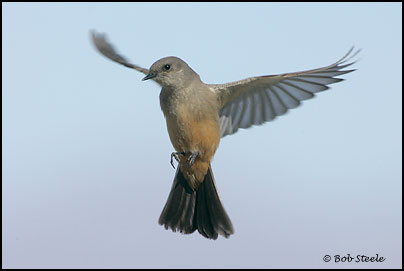 Say's Phoebe (Sayornis saya)