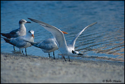 Sandwich Tern (Sterna sandvicensis)