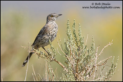 Sage Thrasher (Oreoscoptes montanus)
