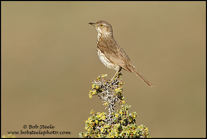 Sage Thrasher (Oreoscoptes montanus)