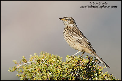 Sage Thrasher (Oreoscoptes montanus)