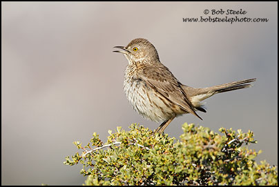 Sage Thrasher (Oreoscoptes montanus)